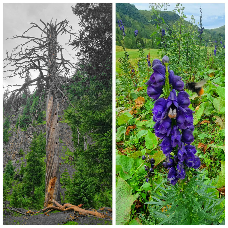 babebi-ontour, Hatschn&Haxln, durch ganz Österreich, Großarltal, Tal der Almen, Trögseen, Wanderung, Breitenebenalm, Ellmaualm, Baden im Bergsee, Bergseen, Panorama