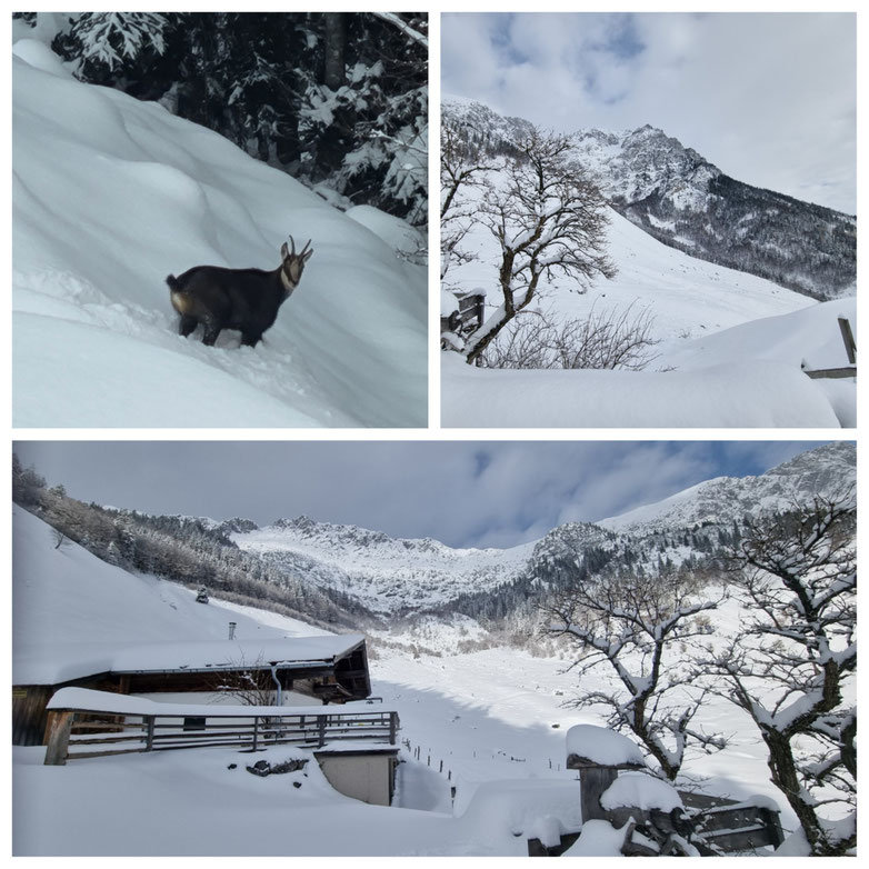 babebi-ontour.com, Hatschn&Haxln, durch ganz Österreich, Tirol, Scheffau am Wilden Kaiser, Schneeschuhwanderung, Winterwunderland, Kaisergebirge, Gämsen, Tiefschnee, Wanderung, Rundtour, Winterwandern, Urlaub in Tirol