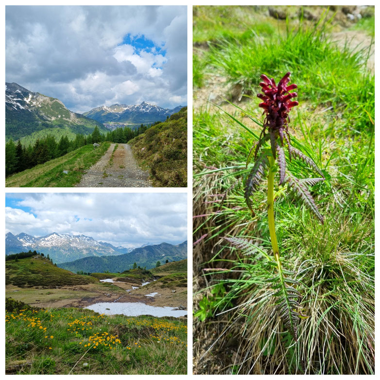 babebi-ontour. Hatschn&Haxln, durch ganz Österreich, Obertauern, Tweng, Twenger Alm, Twenger Almsee, Bergpanorama, Wanderung, Salzburg, Lungau, Schönalmsee, Wirpitschsee, gestutzes Läusekraut