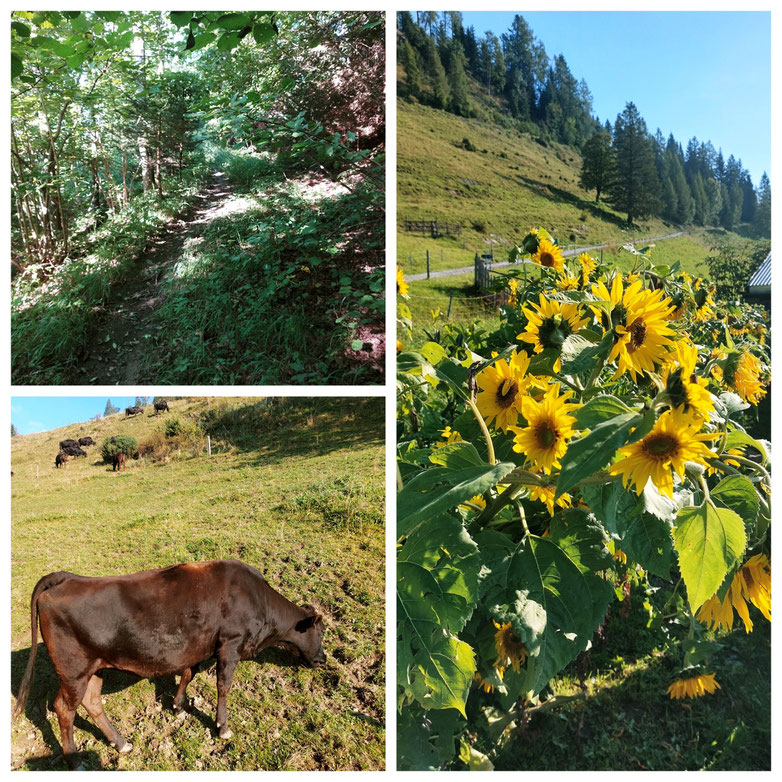 Böndlsee, Hirtenkapelle, Meiselstein, Hackeralm, Panorama, Wagyu Rind, Sonnenblumen, Wanderung, Goldegg am See, babebi-ontour.com, Hatschn & Haxln, durch ganz Österreich