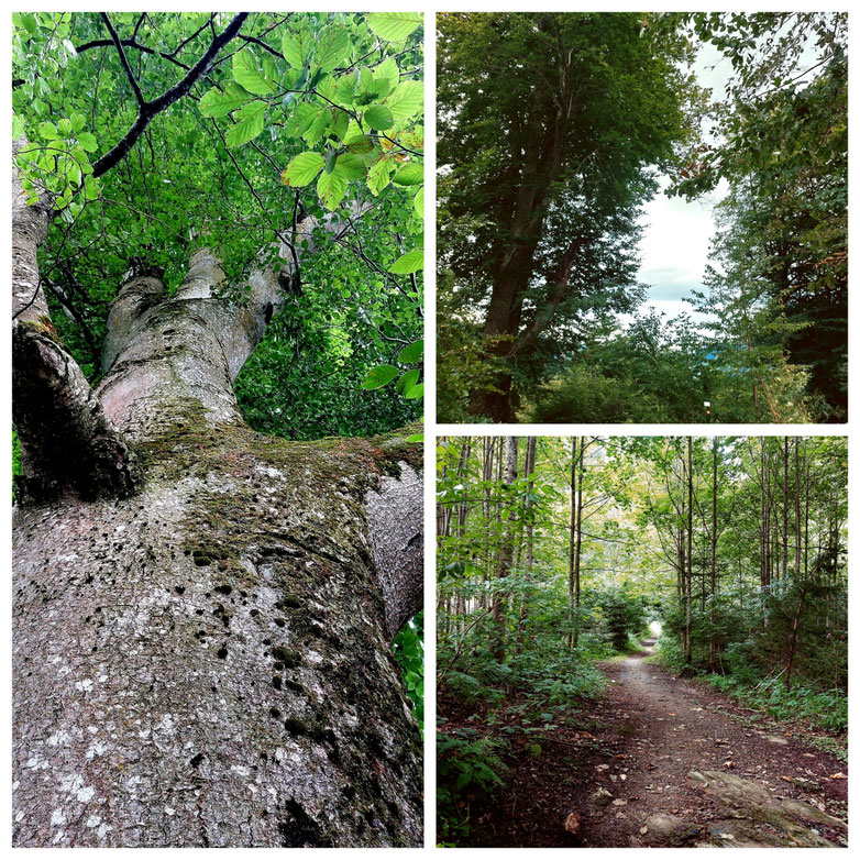 Goldegg am See, Panoramablick, See, Waldweg, babebi-ontour.com, Hatschn&Haxln, durch ganz Österreich, 3 Buchen Rundweg, Panorama, kleine Laufrunde