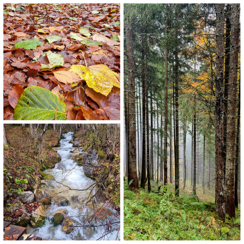 babebi-ontour.com, Hatschn&Haxln, durch ganz Österreich, Salzburger Land, Russbach am Paß Gschütt, Tennengau, Geisterwald, Familienwanderung, Schneckenwand, Herstwanderung, Rundwanderung