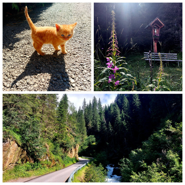 Kätzchen, Urlaub Osttirol, Villgratental, ruhig, Stille, Villgratental, Urlaub Osttirol, Innervillgraten, Ausservillgraten, Stalleralmen, Oberstalleralm, Unterstalleralm, babebi-ontour.com, Hatschn&Haxln, durch ganz Österreich, sanfter Tourismus