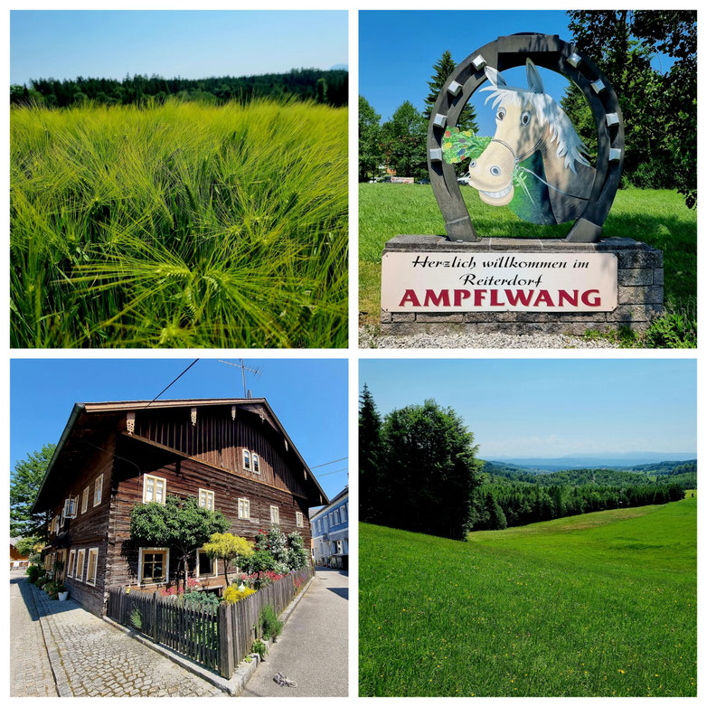 babebi-ontour, Hatschn&Haxln, durch ganz Österreich, Hausruckviertel, Innviertel, Ampfelwang, Pferde, reiten, Radtour, Oberösterreich, Rennradtour, Trainingstour, Weizenfelder,