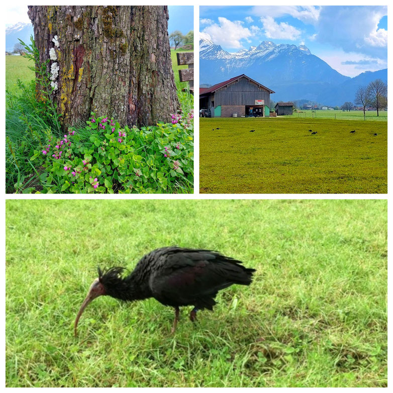 Kuchl, Waldrapp, Georgenberg, Bürgerausee, Panorama, Frühling, kurze Wanderung, Radtour