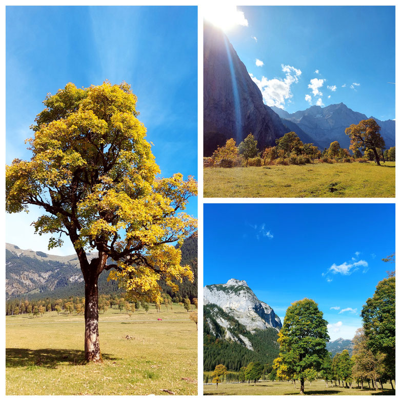 Plumsjoch, Gernalm, Herbst, Tirol, Wandern, Achensee, Achenkirch am Achensee, Pertisau, Tirol, Urlaub, Wandern in Tirol, babebi-ontour.com, Hatschn & Haxln, durch ganz Österreich, Herbstwanderung, bunter Ahorn, Herbstlaub