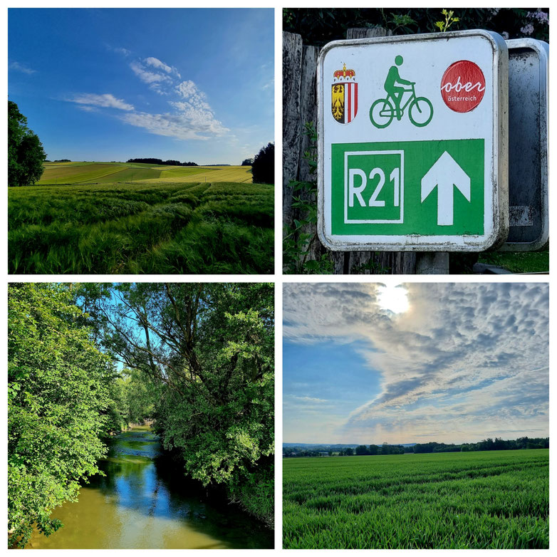 babebi-ontour, Hatschn&Haxln, durch ganz Österreich, Oberösterreich, Maisfelder, Getreidefelder, Feldhasen, Fasan, Hügelland, Innviertel, Radtour, gemütliche Radtour, Sankt Willibald, Donau, Pram, Zell an der Pram, Ried im Innkreis