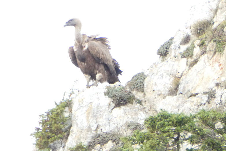 Emplumé mal coiffé sur le Soum de la Pène