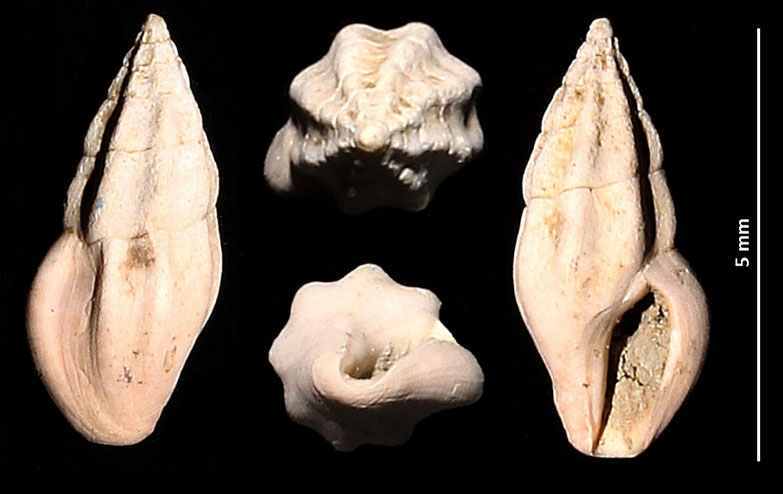 Haedropleura cfr. septangularis,  Macchia della Turchina (Monteromano, VT)
