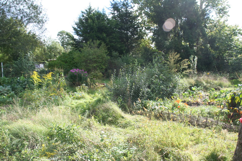 Üppiges Grün auf der Schatzinsel