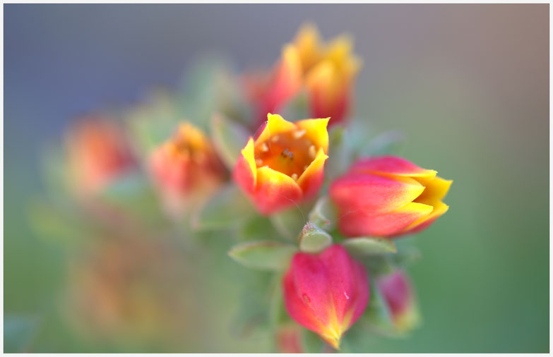 Des feuilles épaisses disposées en rosettes d’où s’élèvent des tiges porteuses de petites fleurs tubulaires trés colorées dans les tons rouge-orangé et jaune, voilà le description sommaire de cet echevéria, une crassulacée qui devrait vous plaire !