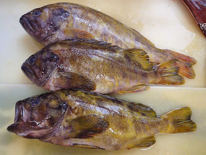 アオソイ　羅臼　高級魚