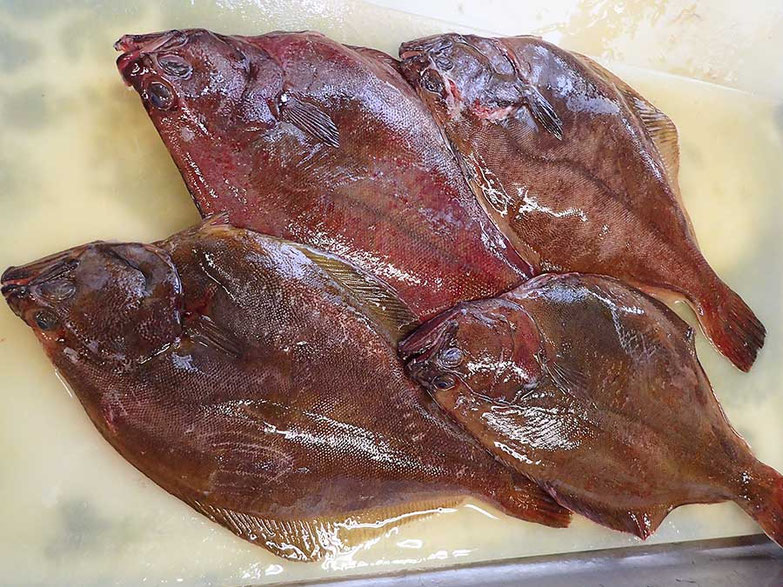 アカガレイ　羅臼　高級魚