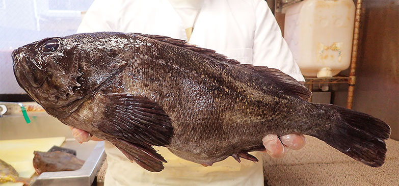 クロソイ　高級魚　出前　寿司　墨田区