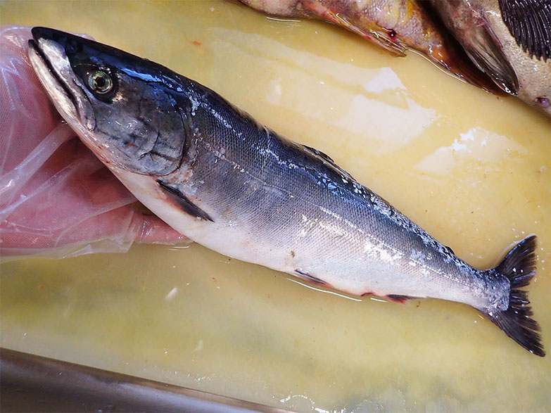 サクラマス-寿司-出前