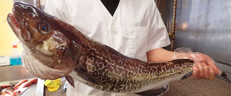 真鱈　秋田の地魚　高級寿司
