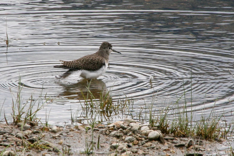 Als Einsamer Wasserläufer (Solitary Sandpiper) wird dieser Vogel am Shuswap Lake bezeichnet.