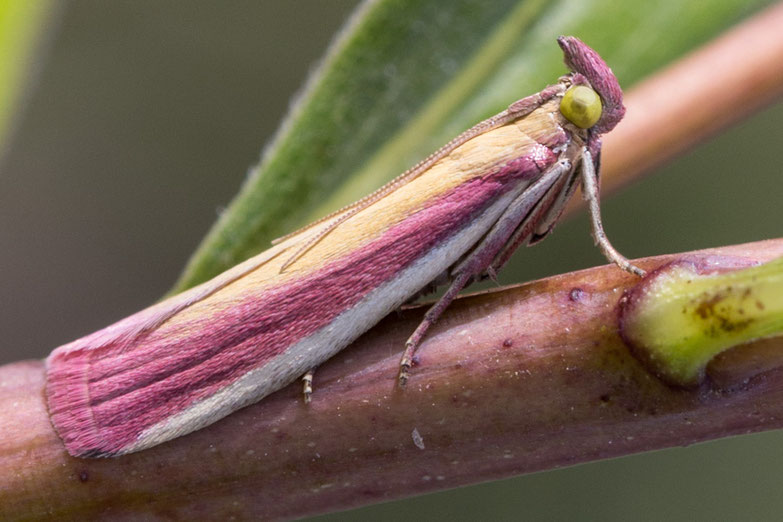 Oncocera semirubella ist eine auffällige Schmetterlingsart aus der Familie der Zünsler (Pyralidae).