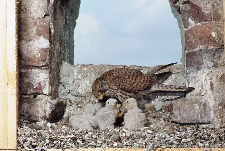 Turmfalke mit Jungvögeln (Foto: Dieter Hopf/LBV-Bildarchiv)