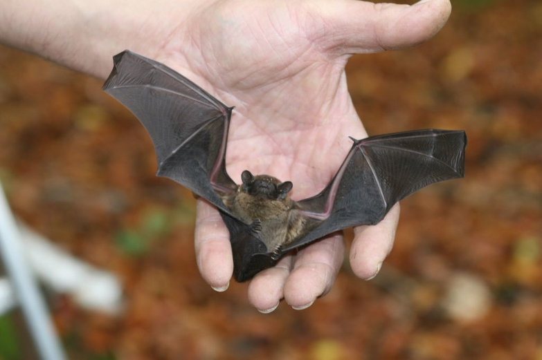 Fledermausexperte Thomas Bormann mit einer Fledermaus