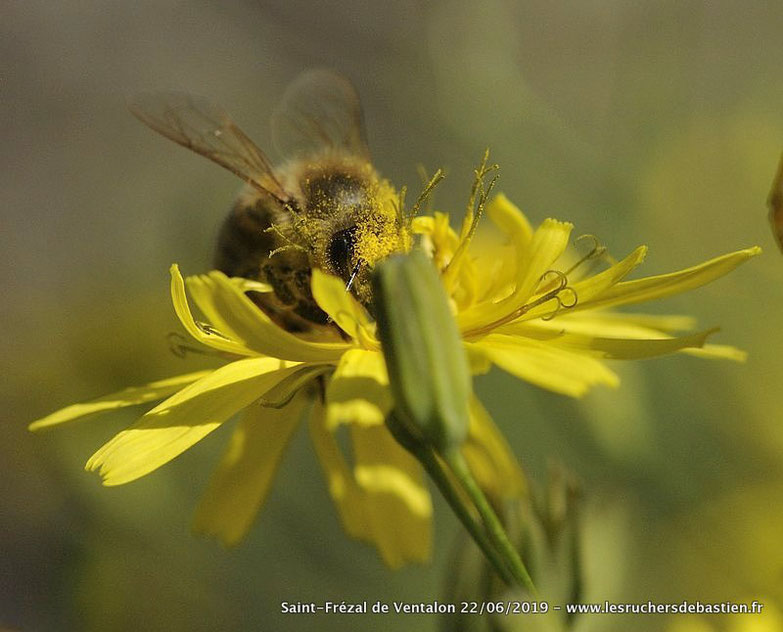 Lapsana communis & Apis mellifera, Cévennes, Lozère