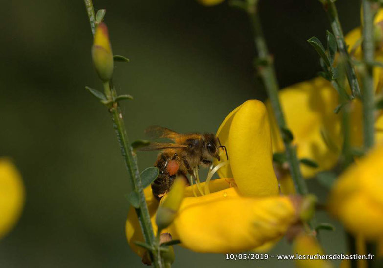 Fleur du Genêt à balais et apis mellifera, Cévennes
