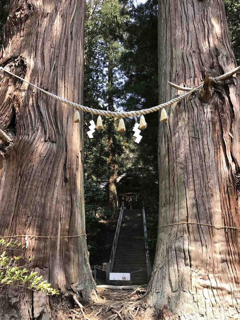 夏井諏訪神社の翁(じじ)スギと媼(ばば)スギ