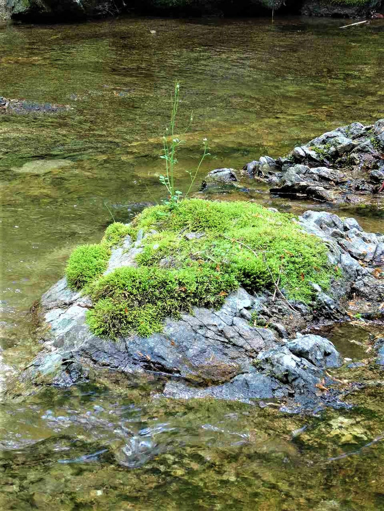 鹿の又川渓谷には苔がうつくしい川辺があります