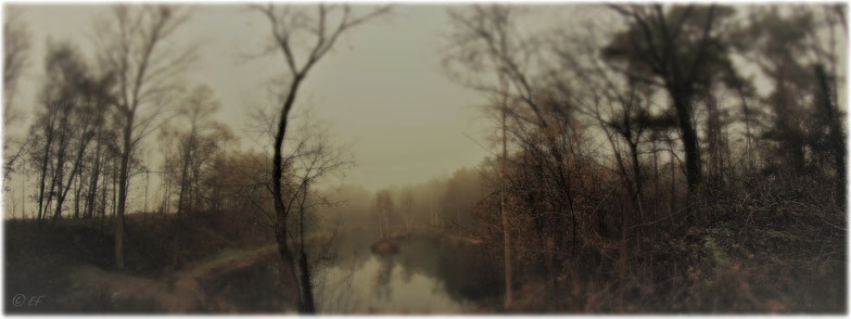 Der im Nebel getauchte Anglerteich