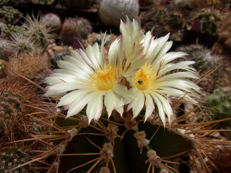 Astrophytum ornatum