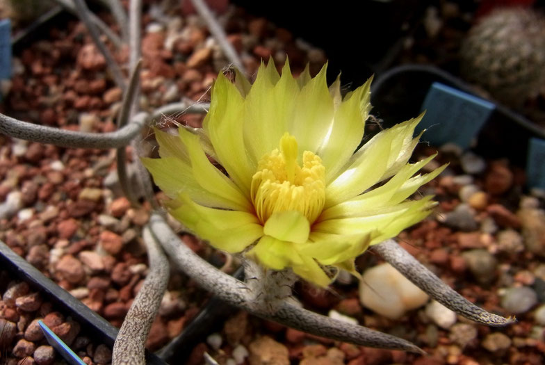 Astrophytum caput-medusae