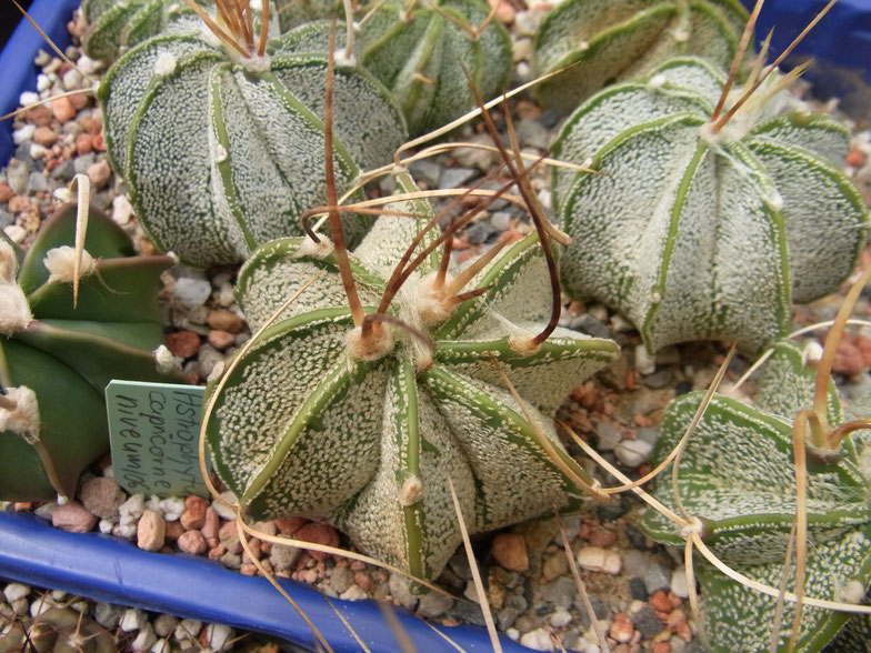 Astrophytum capricorne v niveum, Sämlinge