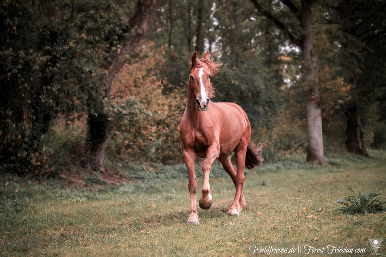 Purebred chestnut friesian Fabella (forestfriesian.com) fox friesian, red friesian, fuchsfriese