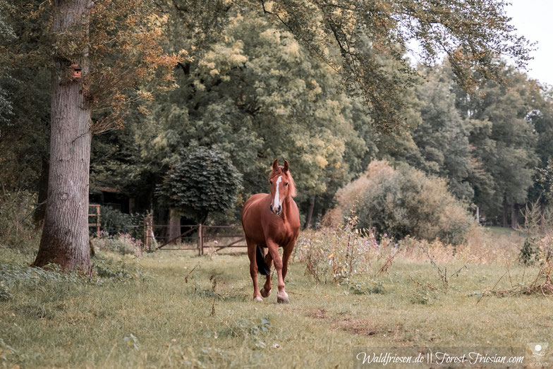 Purebred chestnut friesian Fabella (forestfriesian.com) fox friesian, red friesian, fuchsfriese