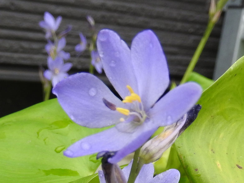 渡良瀬遊水地に生育しているミズアオイ(花)の画像