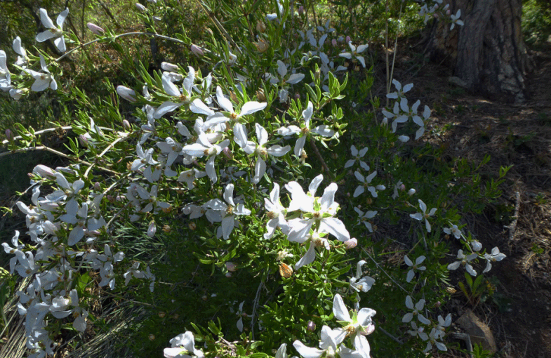 Fendlerbush along the Pino Trail