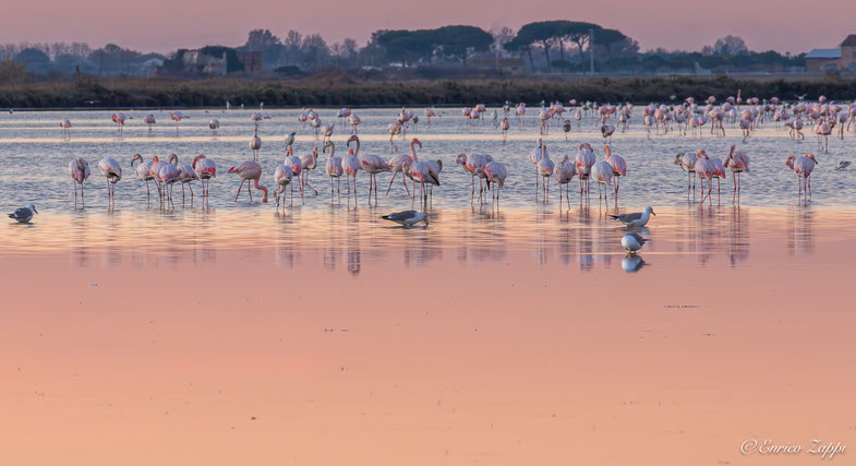 Fenicotteri rosa alle Saline di Cervia in un crepuscolo serale "rosa".