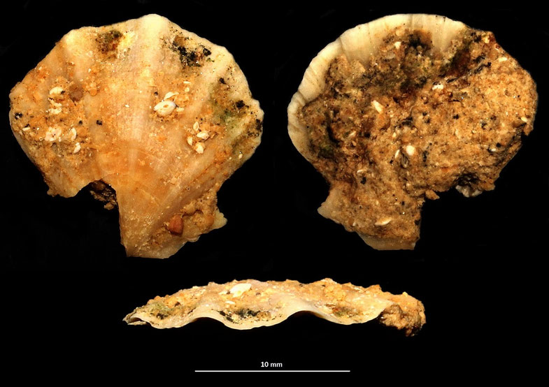 Flexopecten flexuosus, sabbie ad echinodermi, Tarquinia (VT)
