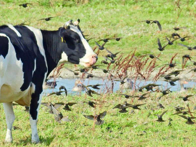Schwarzbuntes Niederungsrind Bos primigenius taurus Star - Sturnus vulgaris Sabine Rümenap wildes Ostfriesland