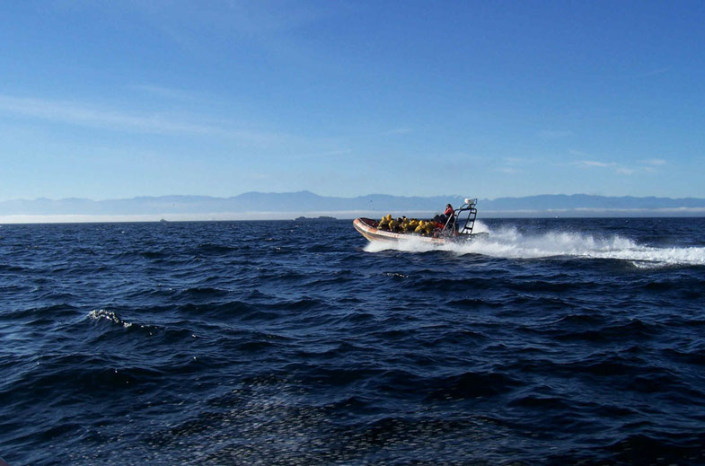 Von Victoria aus können Touristen Walbeobachtungs-Touren buchen und auch Orcas beobachten.