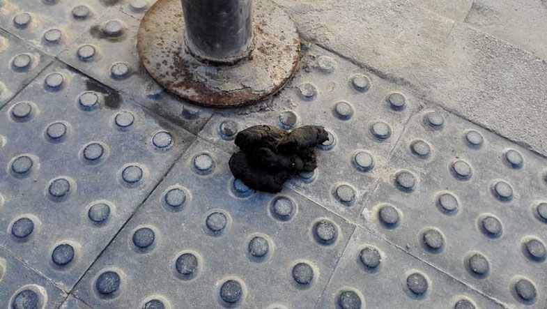Un ejemplo de los impresentables que no recogen la caca de sus animales en València, y perros sueltos y sin bozal.