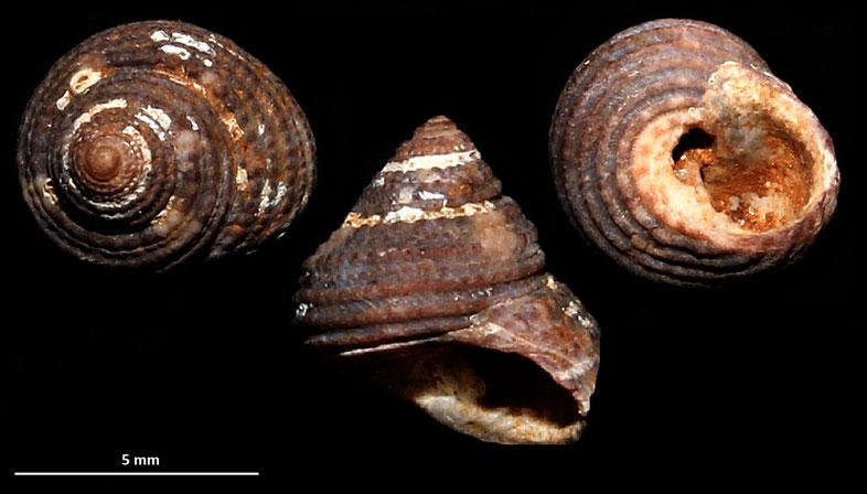 Clanculus crociatus, Sant'Agostino (Civitavecchia, RM)