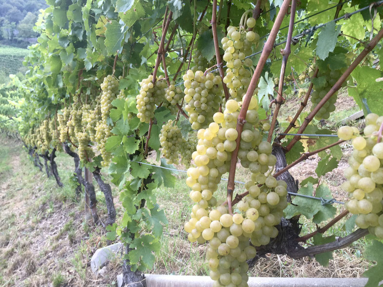 Sauvignon oder Chardonnay? In jedem Fall freuen wir uns im kommenden Jahr auf ein Wiedersehen im Glas