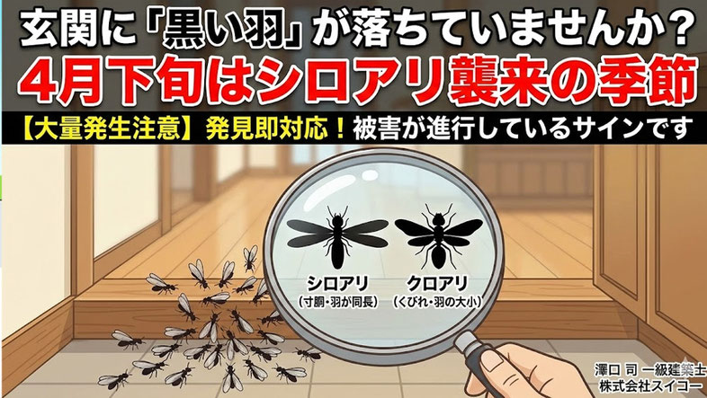無料床下点検と防蟻処理