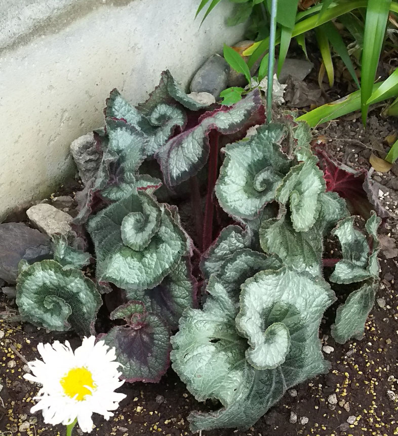 カラーリーフ：でんでん虫