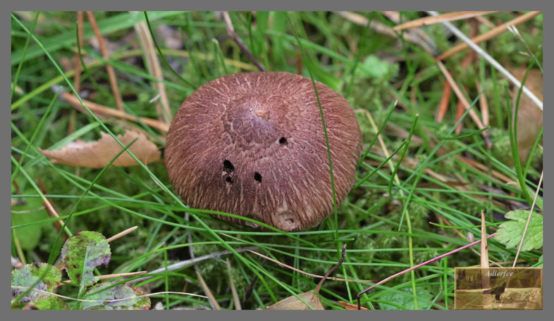 Nicht identifizierter Pilz