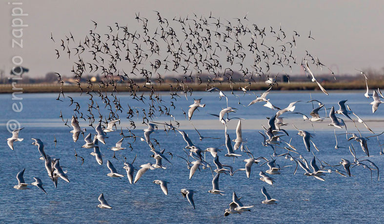 Due stormi di Piovanelli e Gabbiani s'incrociano in volo movimentando i chiari delle Saline di Cervia.