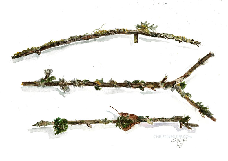 lichen, moss, Äste, Astkunst #bnotanischeillustration #art #watercolour #watercolor #Aquarell #aquarela #Flechten #Moos #Original #Kunstwerk