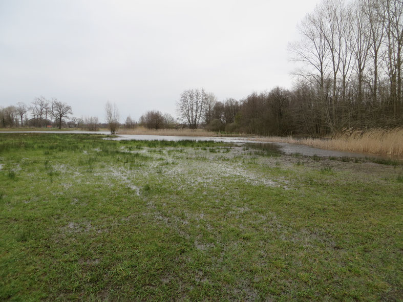 In de Buizerdwei staat het water boven maaiveld (20-3-2020. Rechts de afgedamde Verbindingssloot.