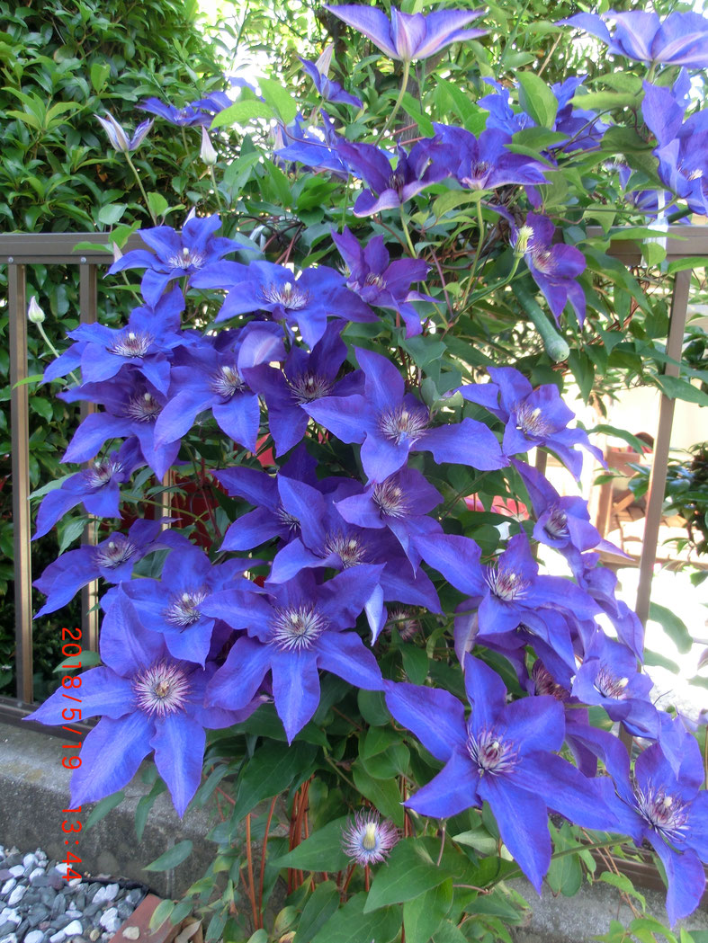 安田塾の庭　花の写真１